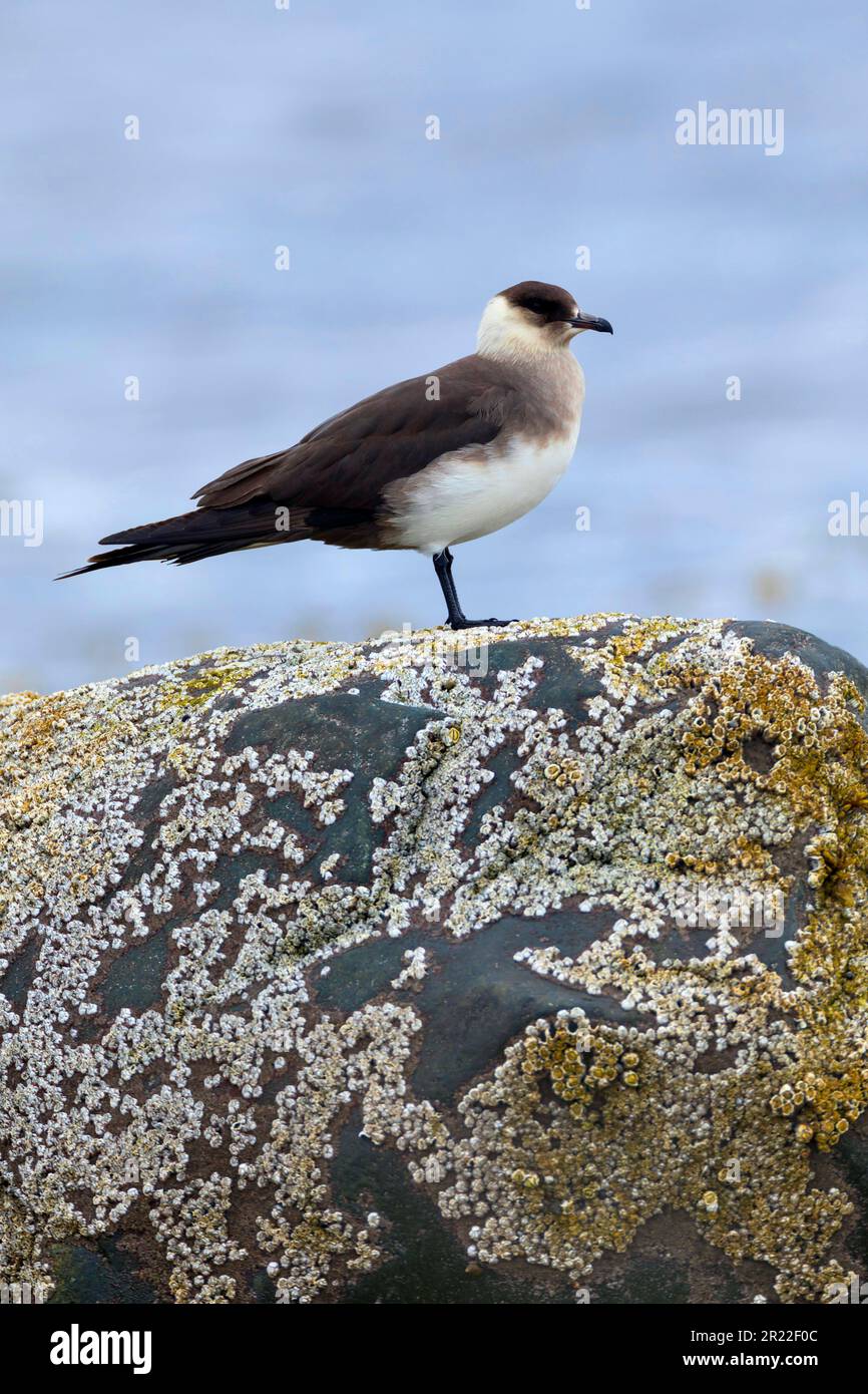 Parasite Jaeger, Arctic Skua, parasite Skua (Stercorarius parasiticus), assis sur une roche côtière, mue léger, Norvège Banque D'Images