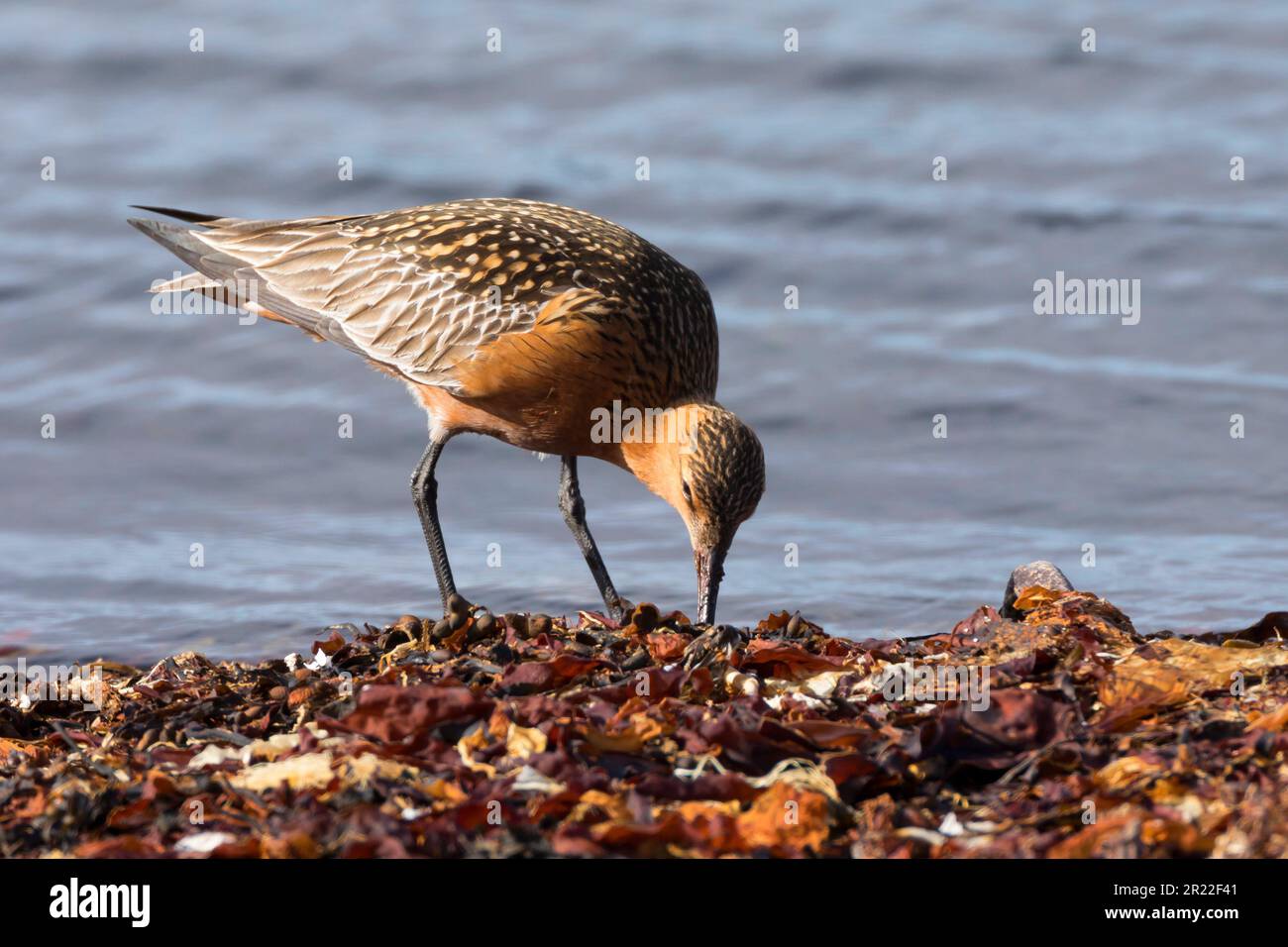 Godwit à queue de bar (Limosa lapponica), à la recherche de nourriture au bord de la mer, Suède Banque D'Images