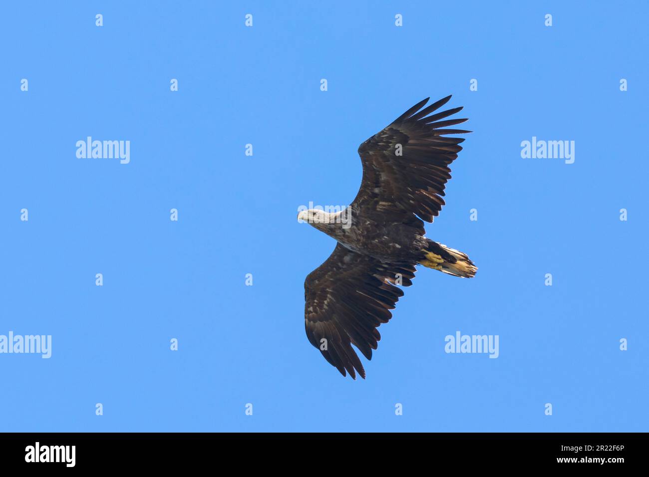 Aigle de mer à queue blanche (Haliaeetus albicilla), en vol, Suède Banque D'Images