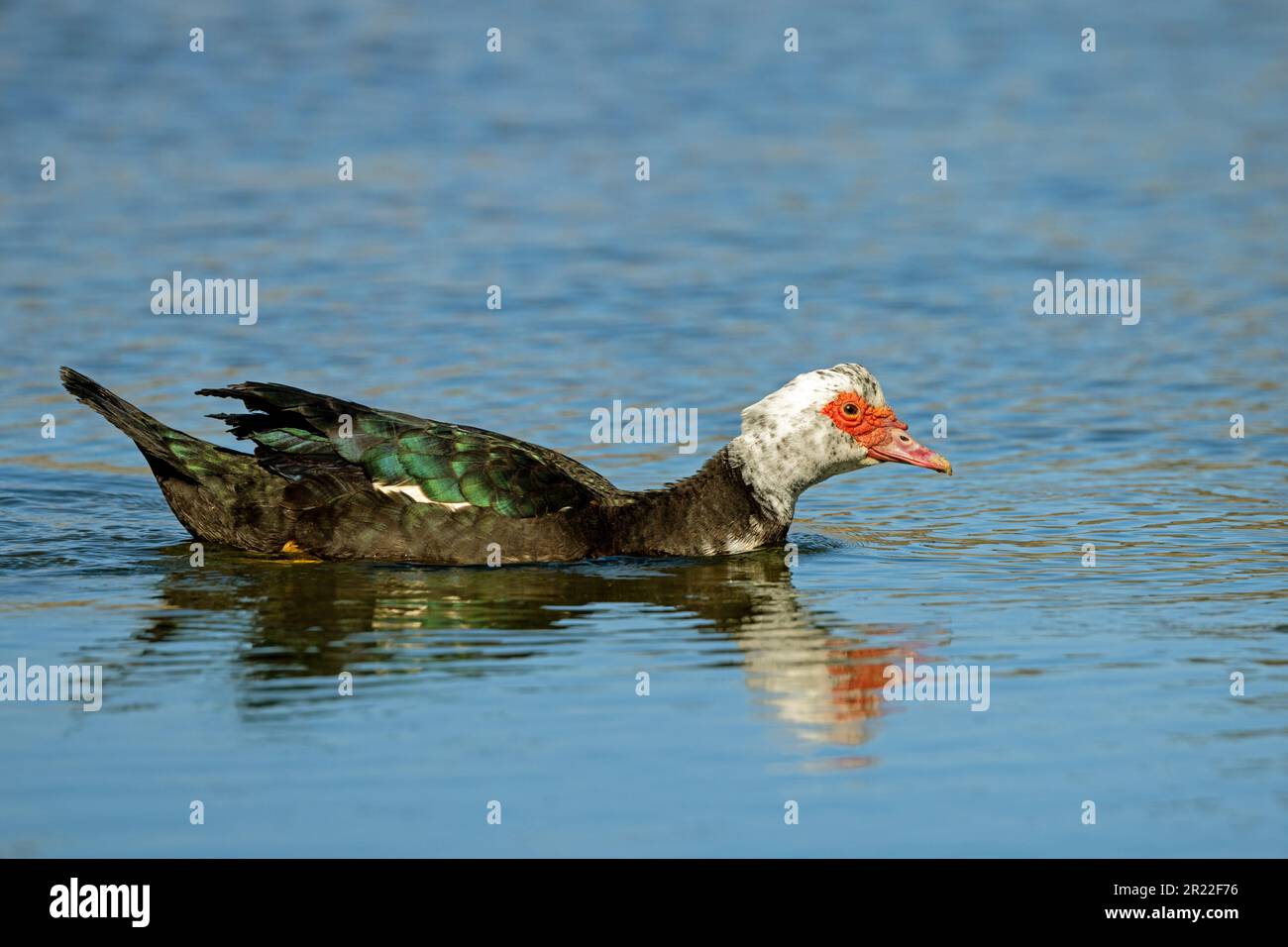 Canard de Barbarie (Cairina moschata), homme nageant, îles Canaries, Fuerteventura Banque D'Images