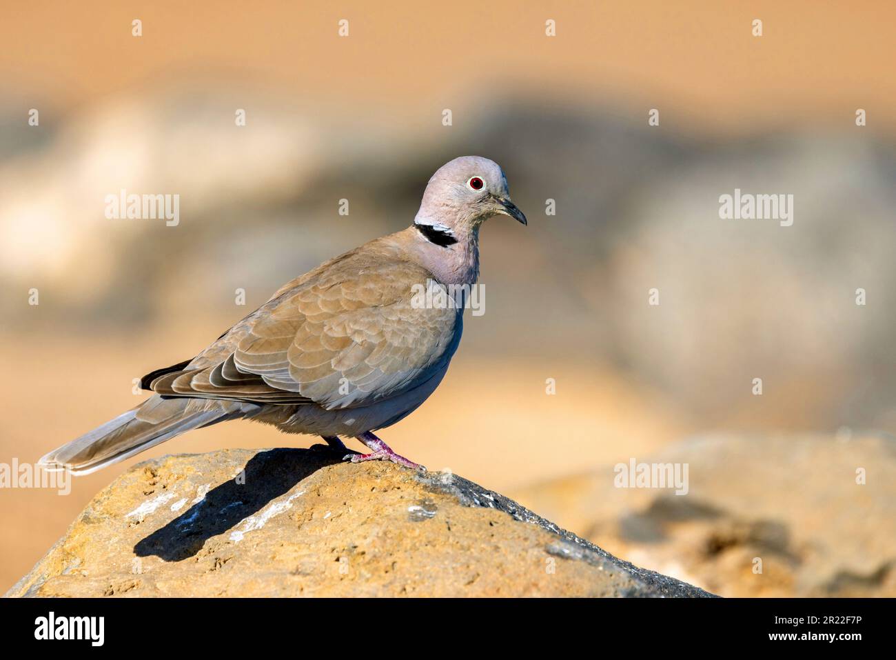 Colombe (Streptopelia decaocto), sur un rocher, îles Canaries, Fuerteventura Banque D'Images