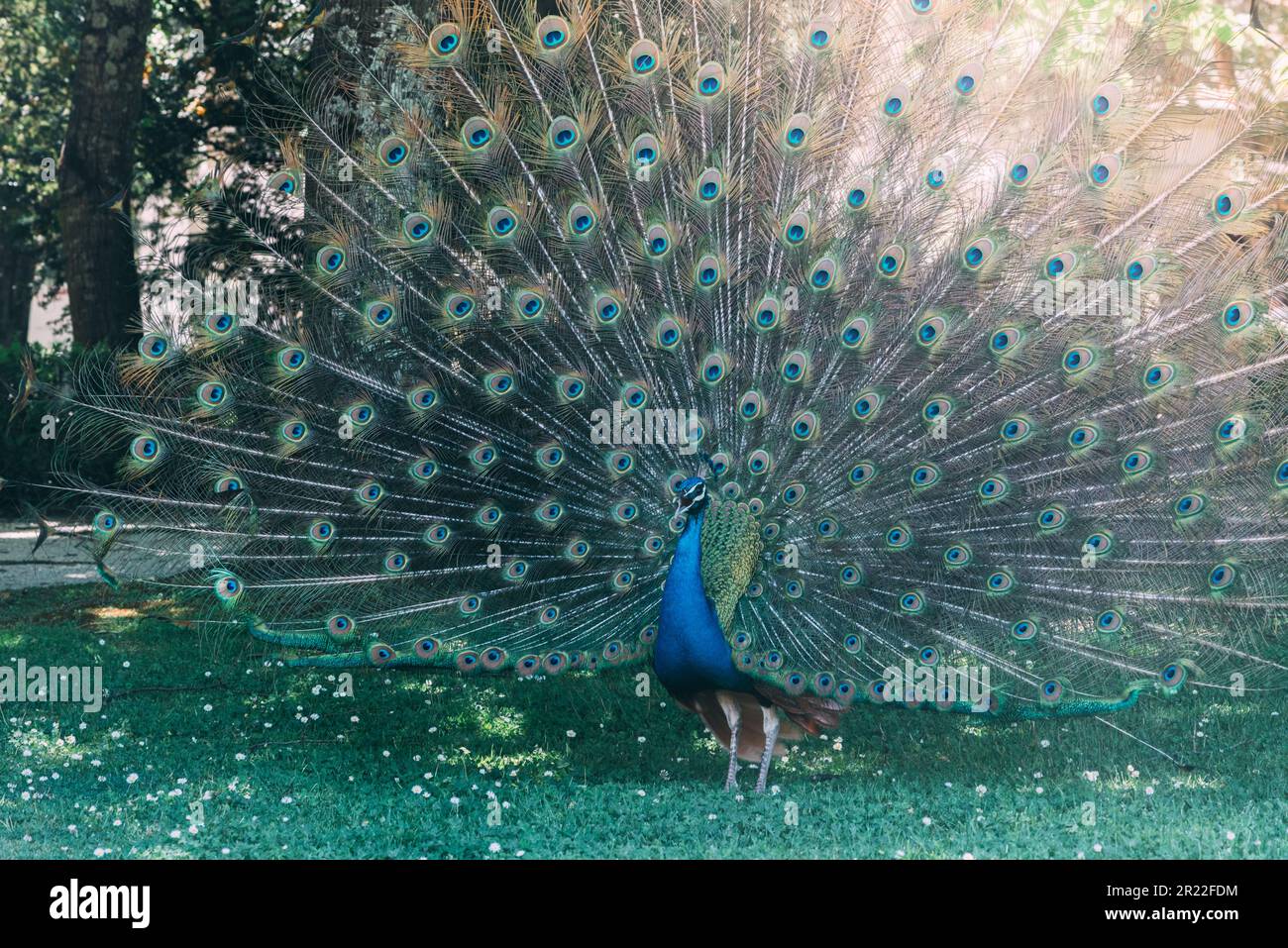 Gros plan de paon montrant ses belles plumes dans un parc Banque D'Images