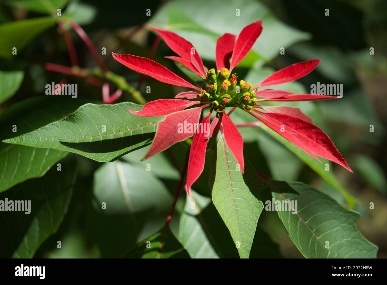 Poinsettia sauvage en fleur au Bhoutan Banque D'Images