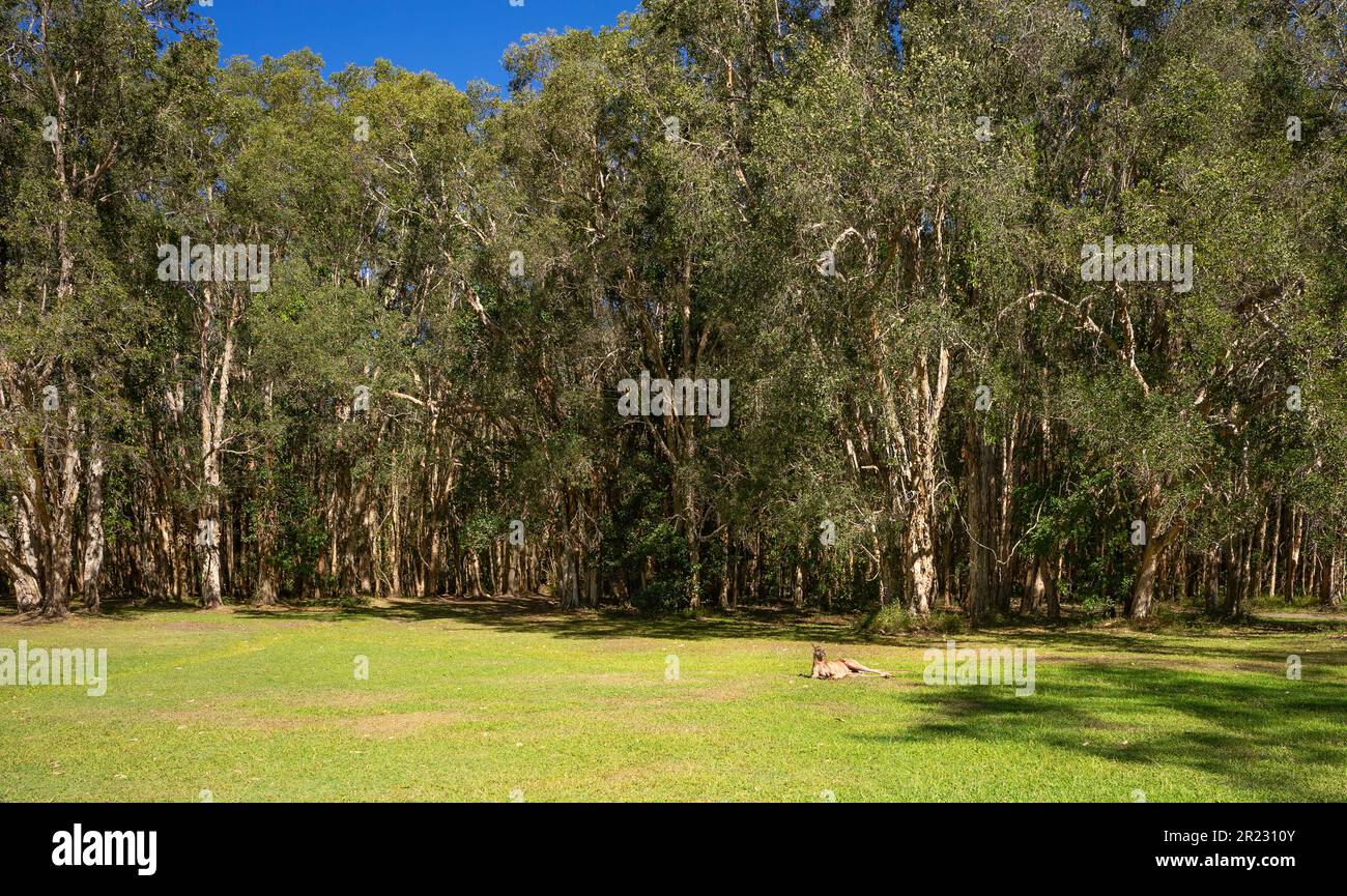 L'écorce de papier de Melaleuca naturelle, forêt d'arbres à thé au lac de Cotharaba, Noosa, une zone de vacances populaire, avec un grand kangourou se bronzant sur le vert, gras Banque D'Images