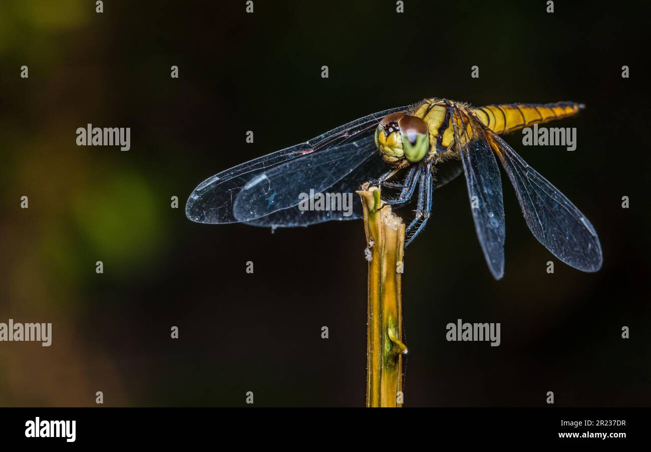 Gros plan de la libellule perchée sur une branche d'arbre, bois sec et fond naturel, foyer sélectif, macro insecte, insecte coloré en Thaïlande. Banque D'Images