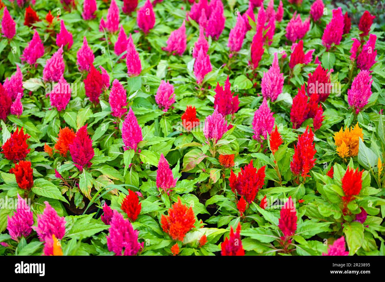 celosia plumosa coloré ou Pampas Plume Celosia fleurs fleurir dans le jardin des fleurs jaunes Banque D'Images celosia plumosa coloré ou Pampas Plume Celosia fleurs fleurir dans le jardin des fleurs jaunes Banque D'Images