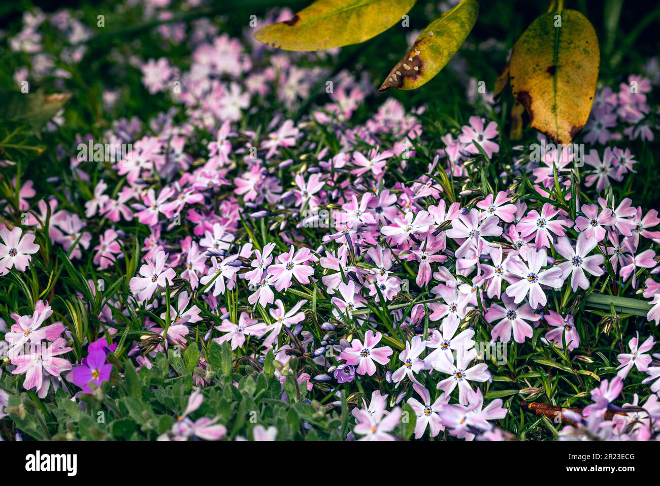 Gros plan sur les fleurs de phlox de montagne. Banque D'Images