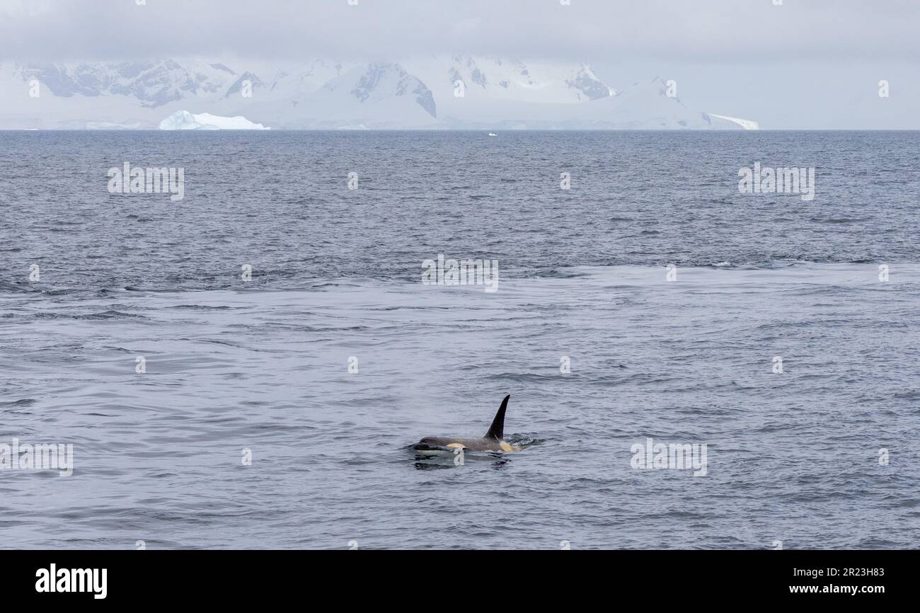 Orca ou Killer Whale en Antarctique Banque D'Images