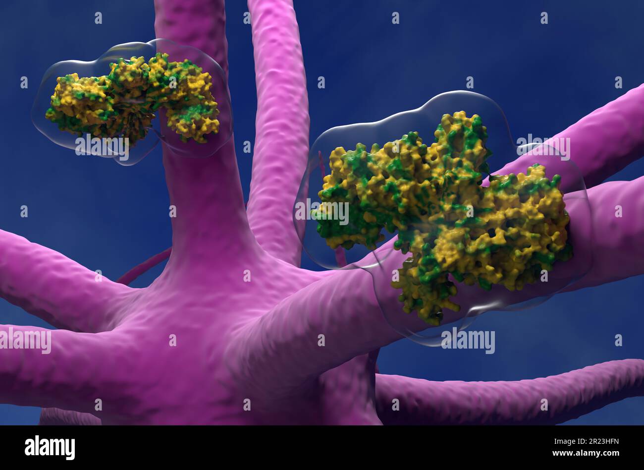 La toxine botulinique s'échappe et se déplace dans le système nerveux central - 3D illustration vue rapprochée Banque D'Images
