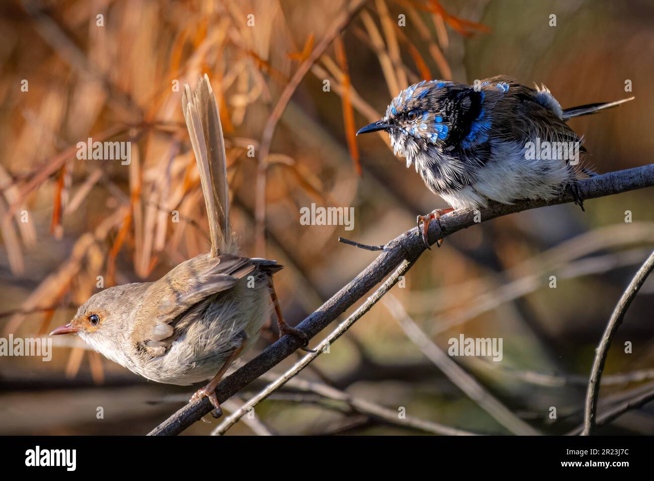 Les deux superbes wrens de fées (Malurus cyaneus) perchés sur une branche Banque D'Images