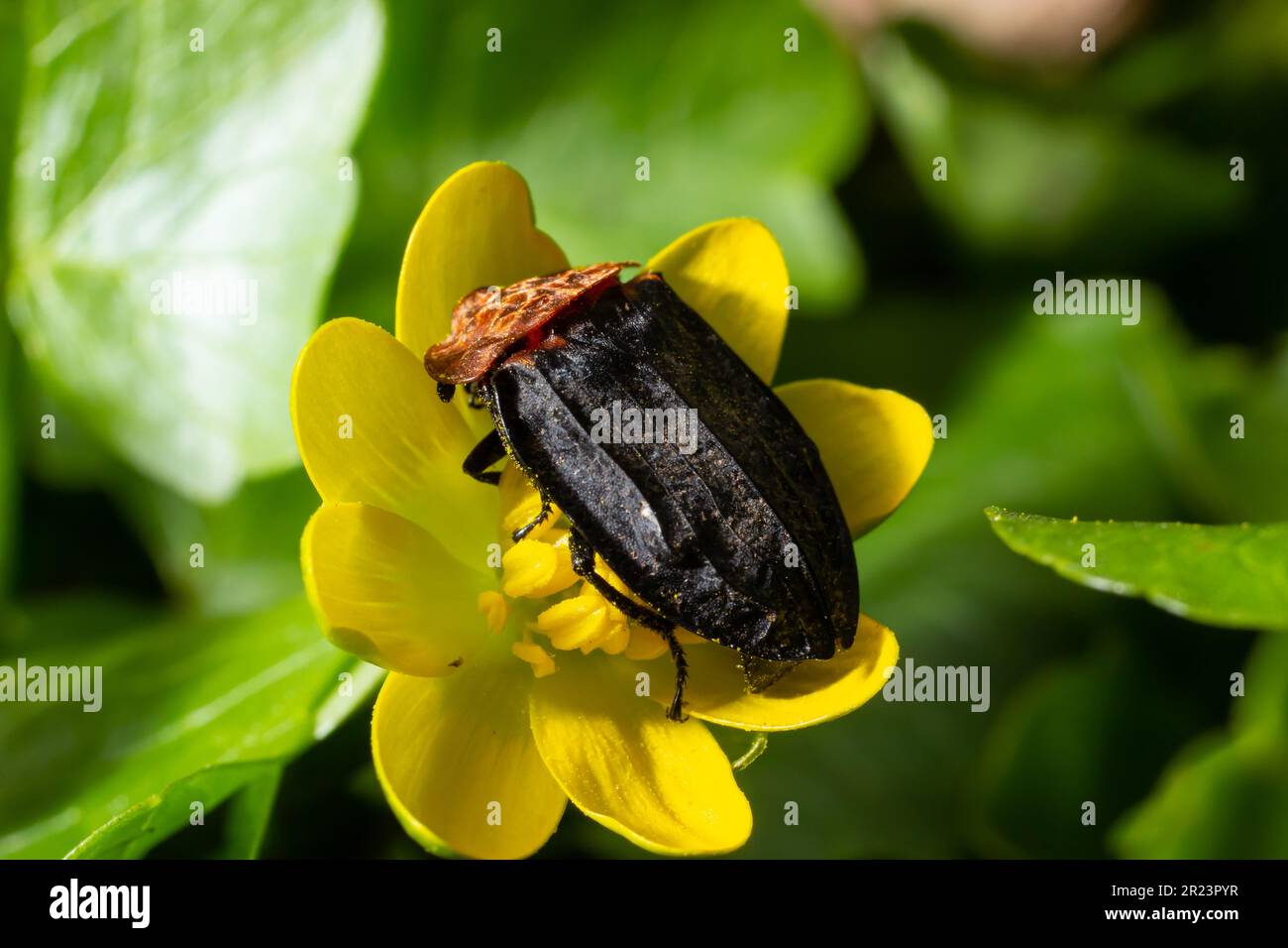 Un coléoptère - Oiceoptoma thoracica se trouve sur une fleur jaune au début du printemps dans la forêt. Banque D'Images