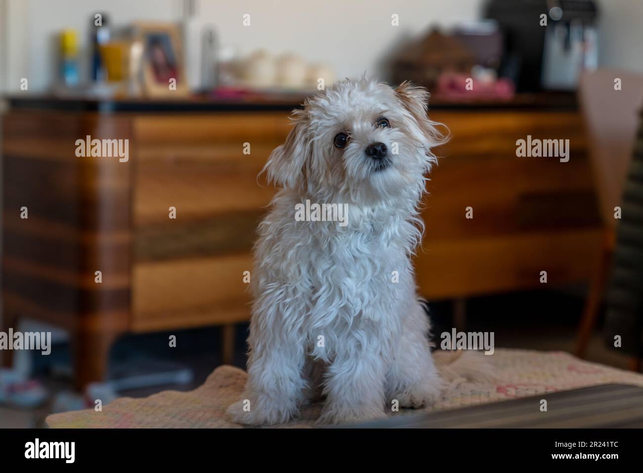 Le chien de mastipoo blanc a l'air mignon. Maltipoo est un mélange de chiens de races maltaise et Poodle. Banque D'Images