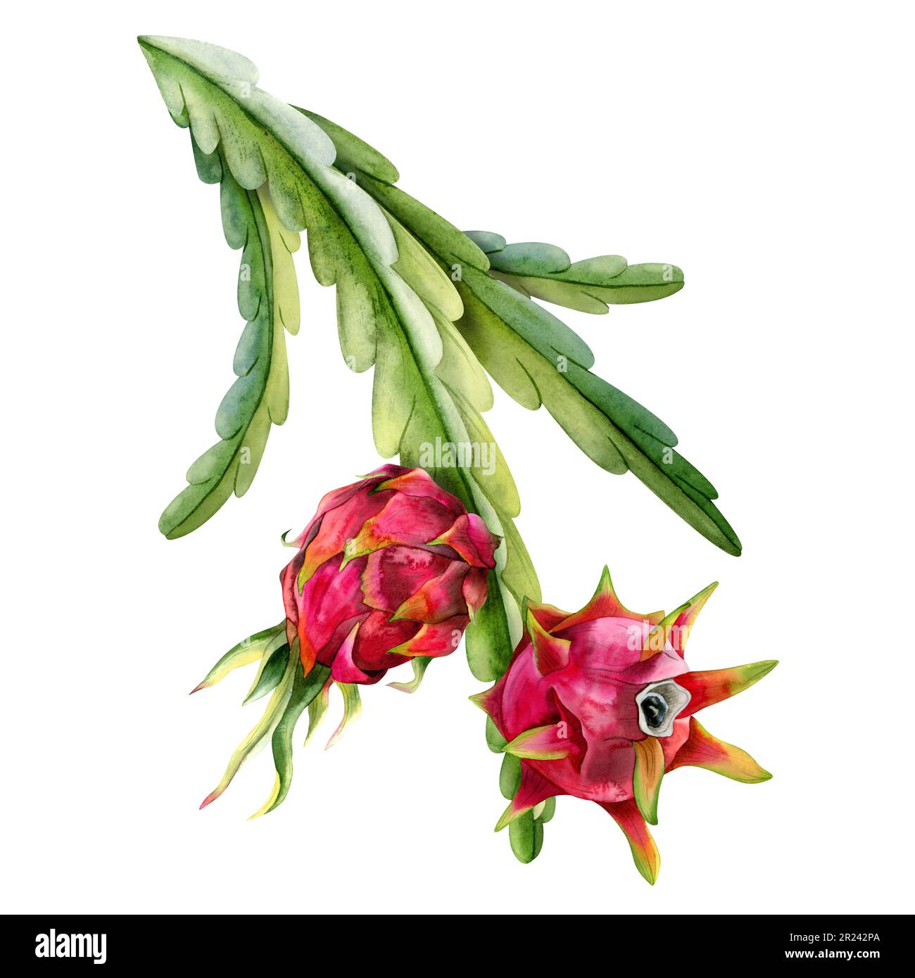 Aquarelle des branches de cactus de ptaya avec illustration de fruits rouges de dragon. Plantes tropicales exotiques botaniques réalistes Banque D'Images