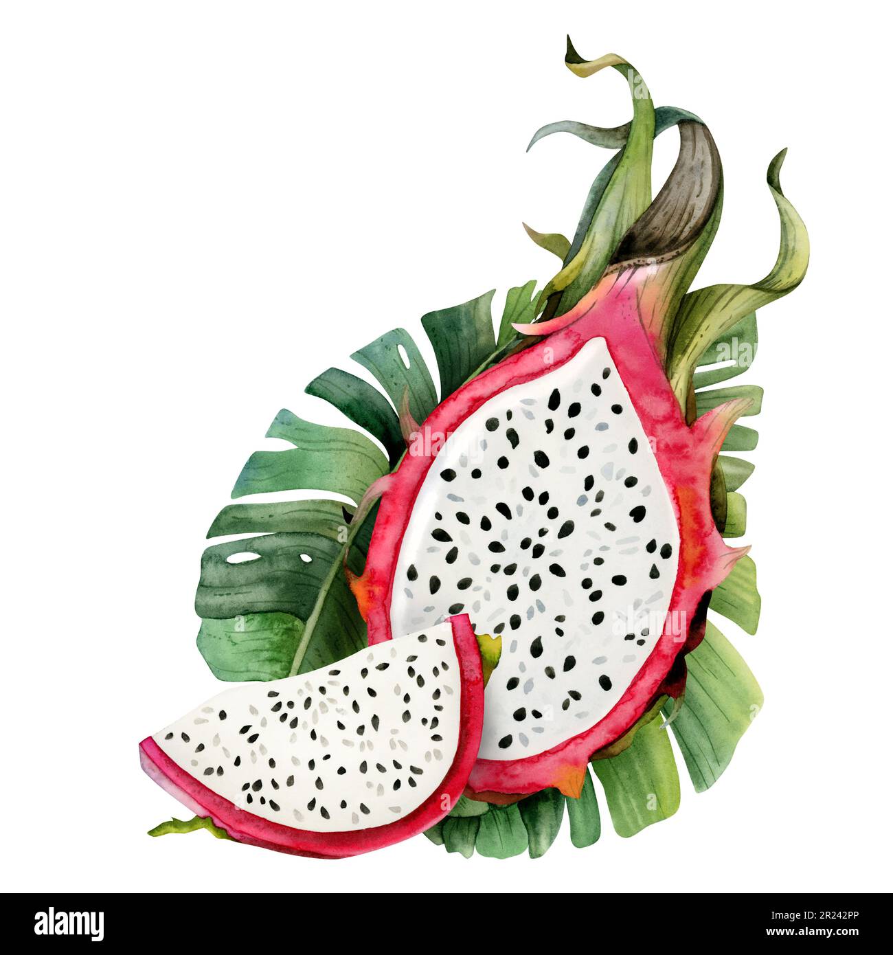 Demi-fruit de dragon rose et tranche avec des feuilles de palmier tropicales aquarelle illustration. Imprimé botanique pitahaya Banque D'Images