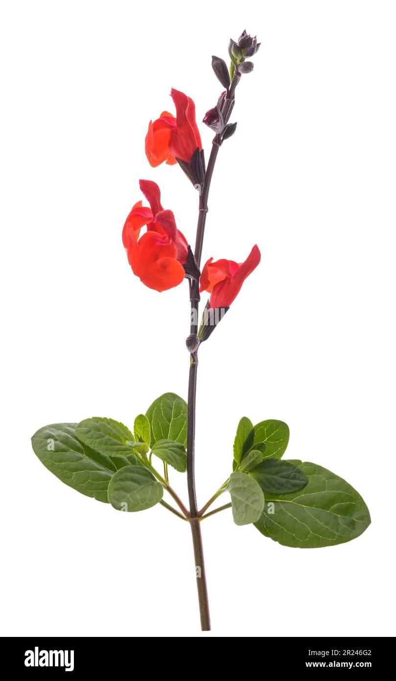 Salvia microphylla fleur isolée sur fond blanc Banque D'Images