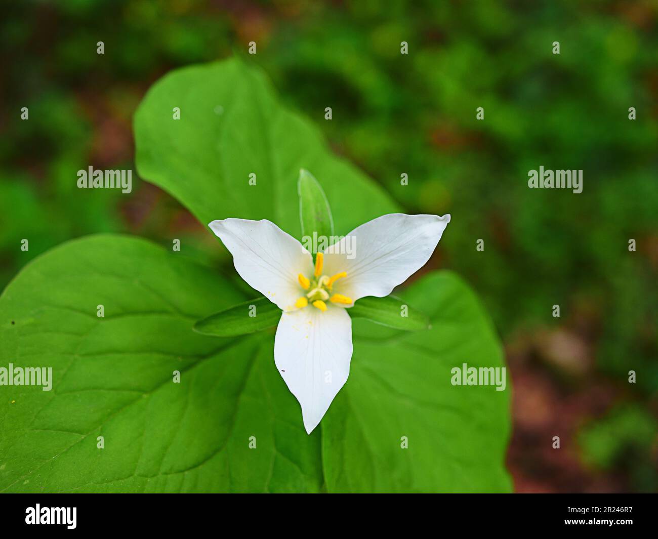 Gros plan d'une fleur de trillium de l'Ouest blanche qui fleurit dans le jardin Banque D'Images
