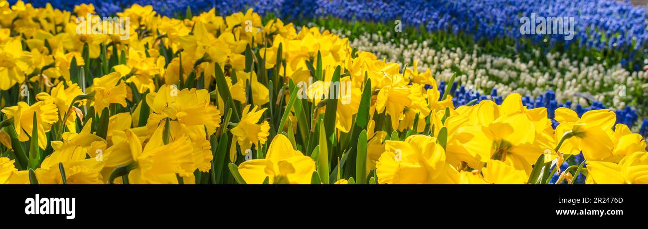 Belle jonquille jaune en fleurs, arrière-plan coloré fleurs bleues, sélection à Lisse Hollande pays-Bas, panorama Banque D'Images