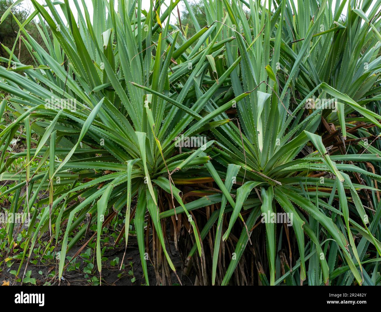 Plante de Screwpine parfumée, Pandanus odorifier pour l'artisanat, à Parangtritis Beach, Yogyakarta, Indonésie Banque D'Images