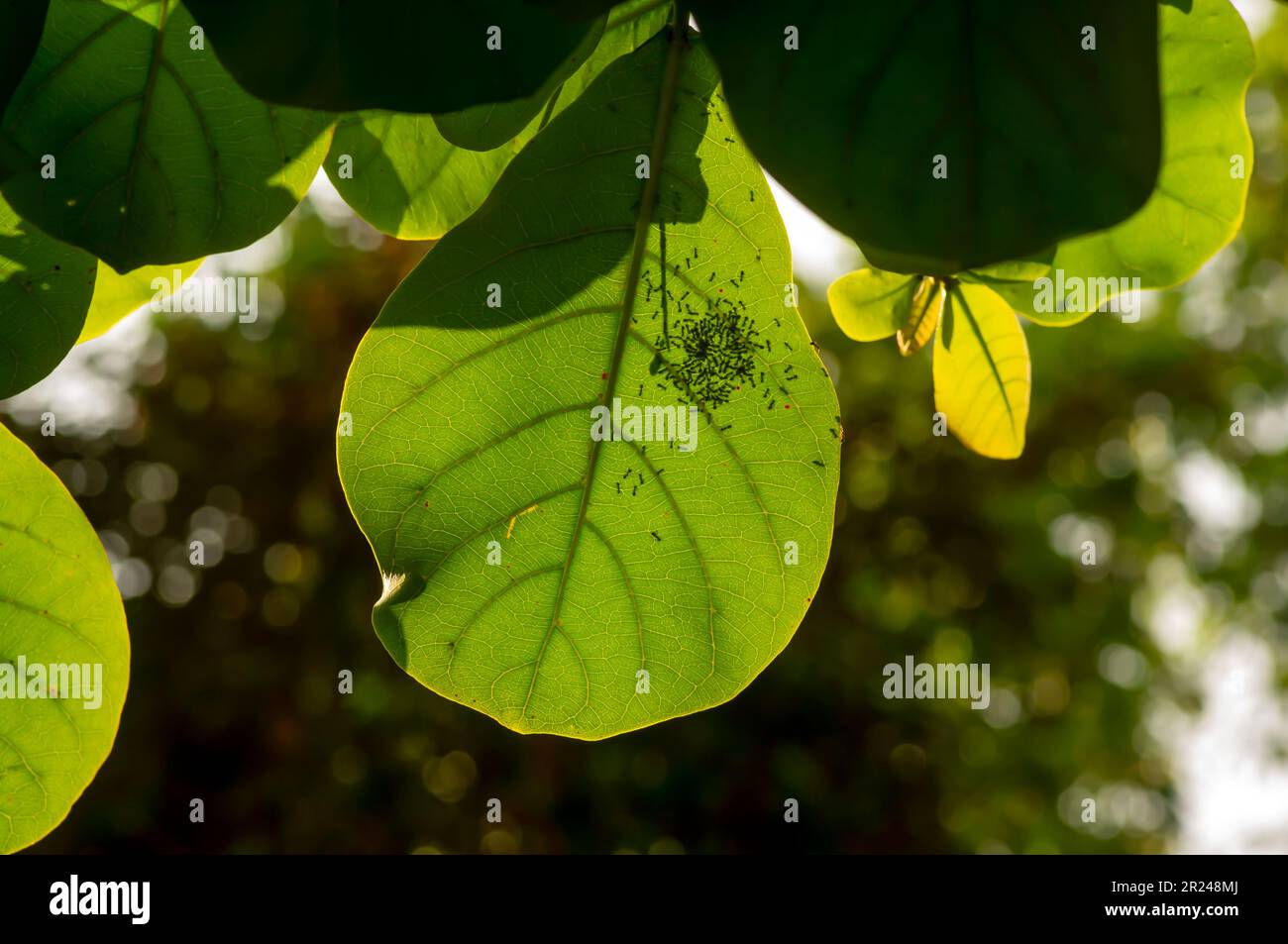 Indans Almond, Terminalia catappa, feuilles vertes et fourmis noires, rétro-éclairage Banque D'Images