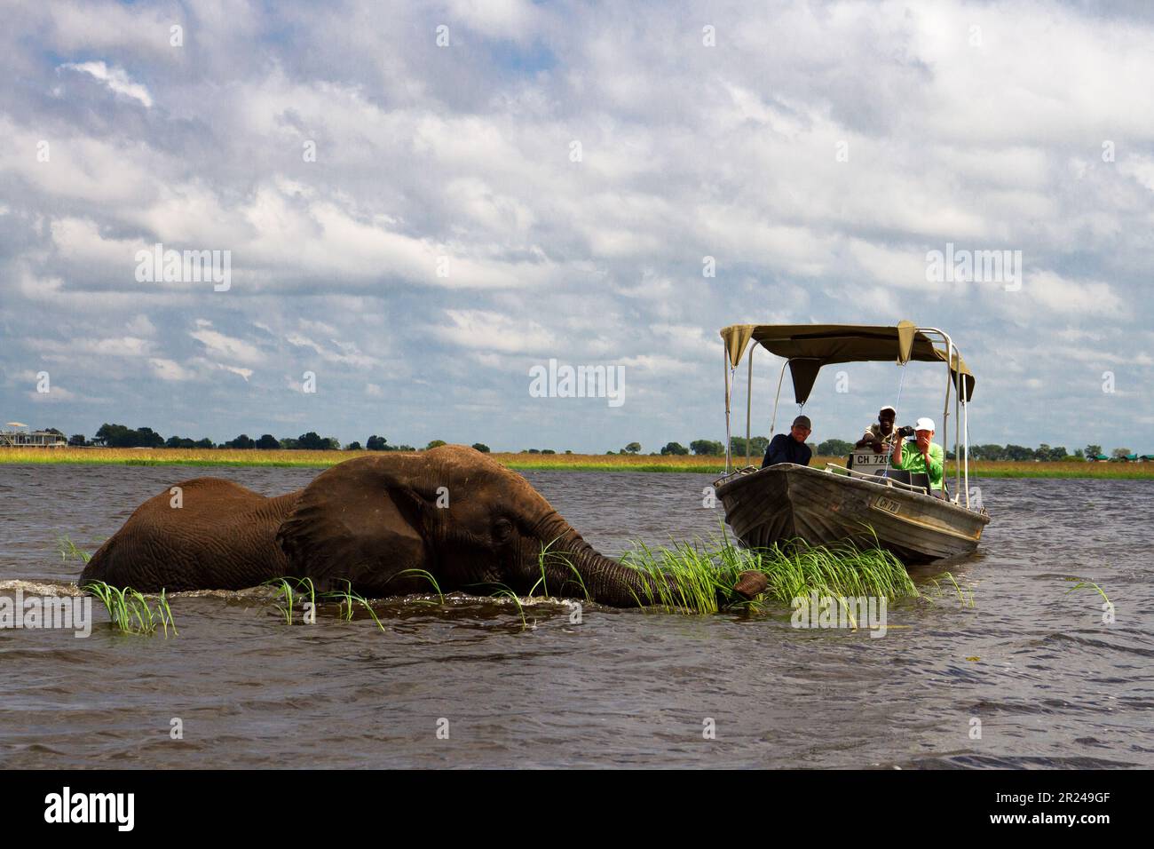 Les gens sur un bateau observant un éléphant dans l'eau mangeant de l'herbe Banque D'Images