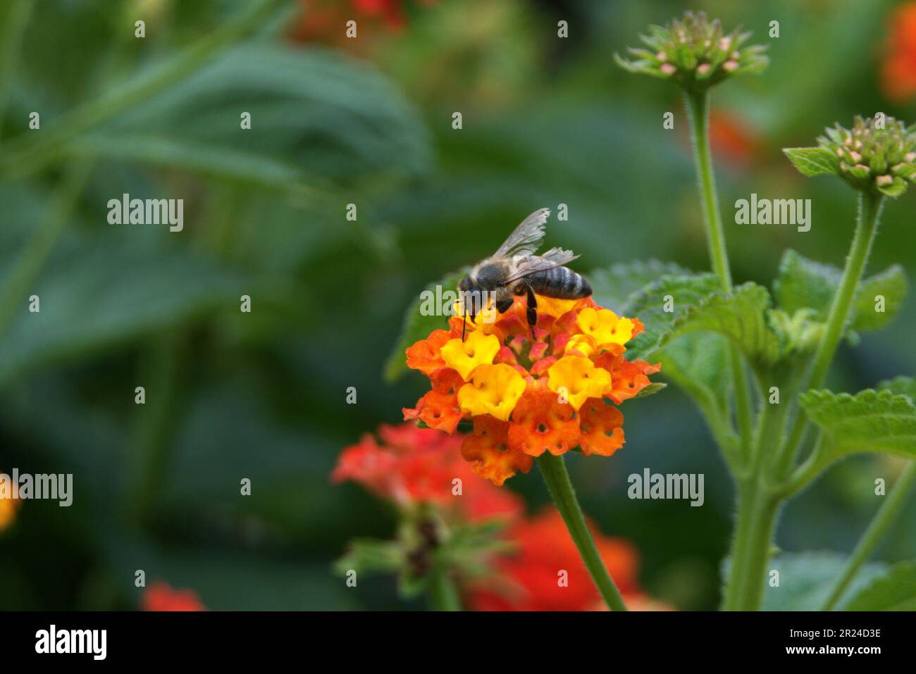 Une abeille perchée sur une fleur rouge entourée d'un feuillage vert luxuriant Banque D'Images Une abeille perchée sur une fleur rouge entourée d'un feuillage vert luxuriant Banque D'Images