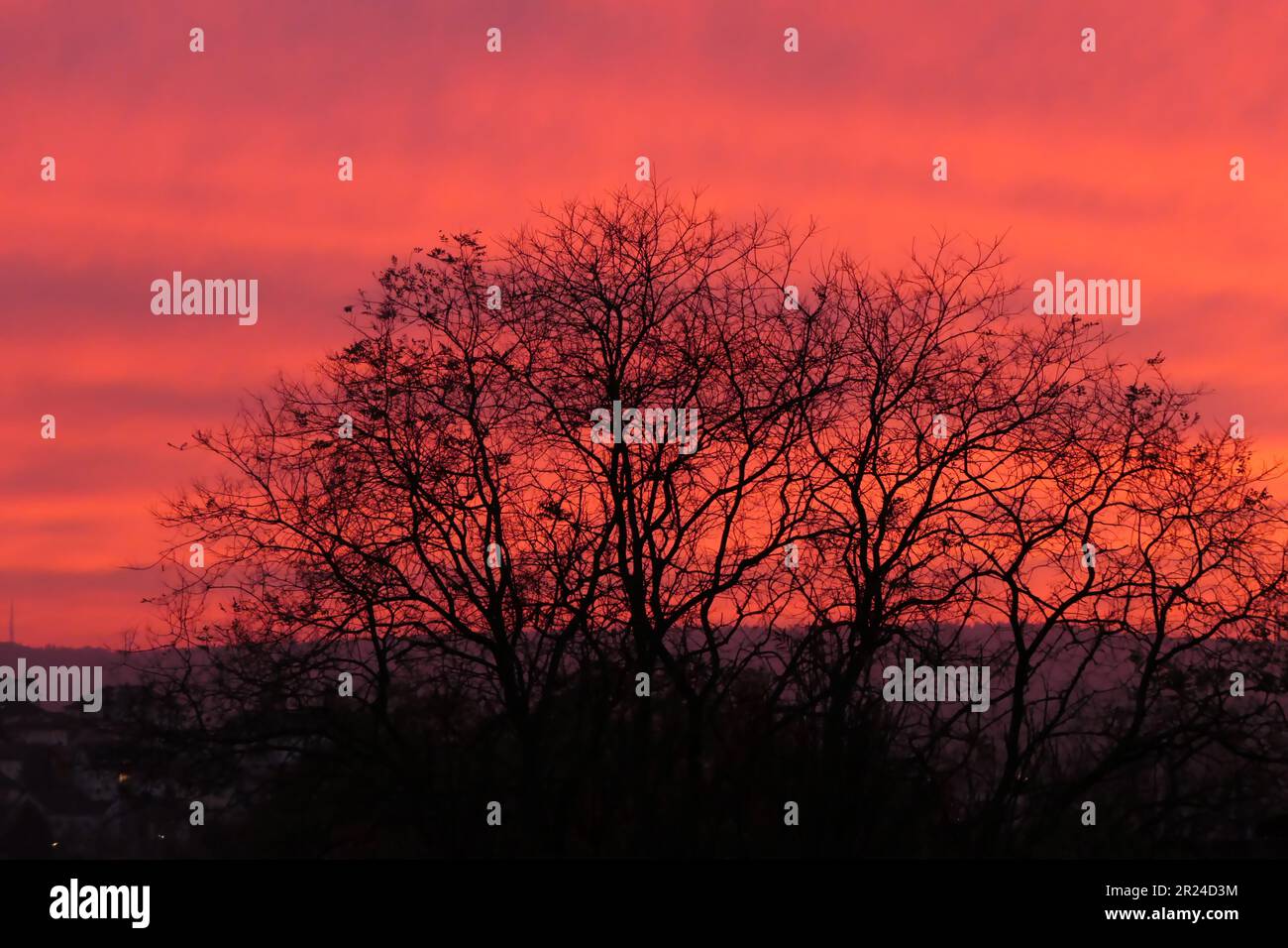 Un magnifique coucher de soleil rouge sur un paysage silhoueté d'arbres noirs Banque D'Images