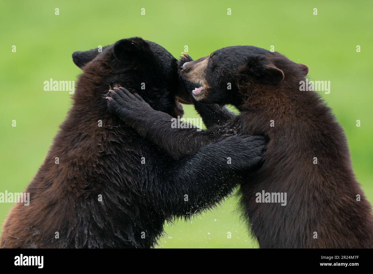 Les petits ours noirs nord-américains âgés d'un an explorent leurs environs dans l'enceinte de passage en voiture du Woburn Safari Park, dans le Bedfordshire. Les quatre petits - deux mâles appelés Harvard et Colorado, et deux femelles appelées Aspen et Maple - vivent avec leur mère Phoneix dans une enceinte distincte depuis leur naissance il y a 16 mois. Date de la photo: Mercredi 17 mai 2023. Banque D'Images