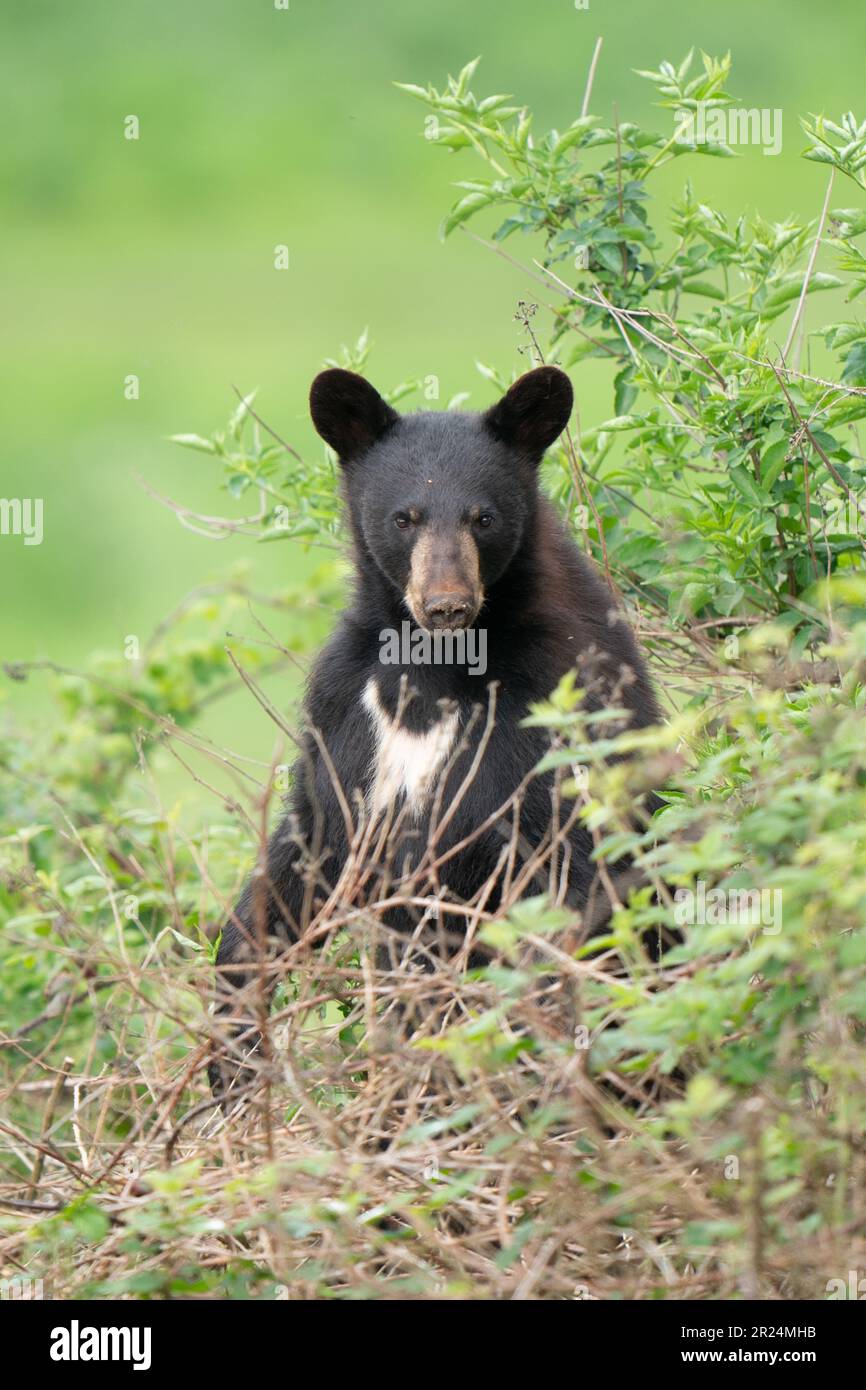 Les petits ours noirs nord-américains âgés d'un an explorent leurs environs dans l'enceinte de passage en voiture du Woburn Safari Park, dans le Bedfordshire. Les quatre petits - deux mâles appelés Harvard et Colorado, et deux femelles appelées Aspen et Maple - vivent avec leur mère Phoneix dans une enceinte distincte depuis leur naissance il y a 16 mois. Date de la photo: Mercredi 17 mai 2023. Banque D'Images