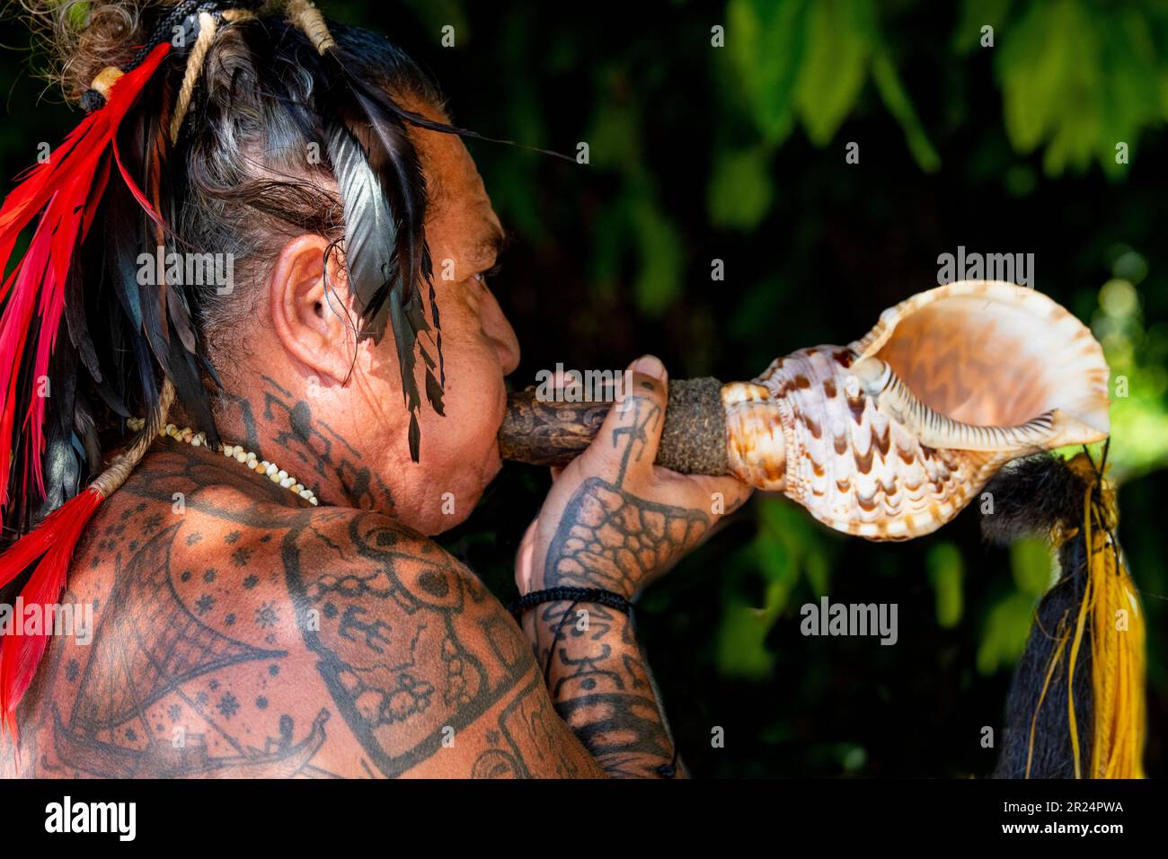Polynésie française, Iles de la Société, Raiatea. Cheif de village couvert de tatouages traditionnels soufflant corne de coquillages. Banque D'Images