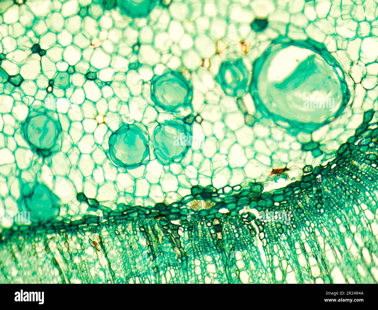 Tige de bois discotyledon x.s. détails sous le misroscope optique biologique Banque D'Images