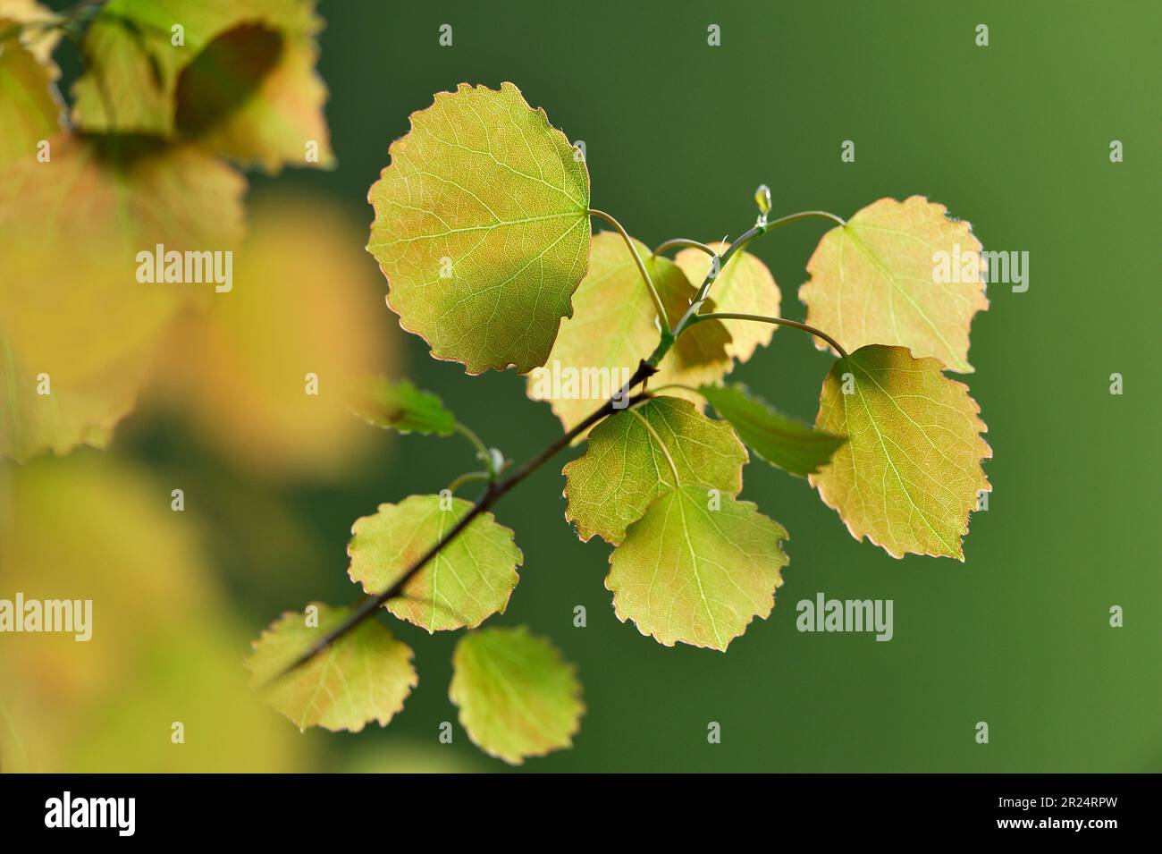 Aspen (Populus tremula), gros plan de la branche avec des feuilles vertes fraîches au printemps, Inverness-shire, Écosse, mai 2010 Banque D'Images