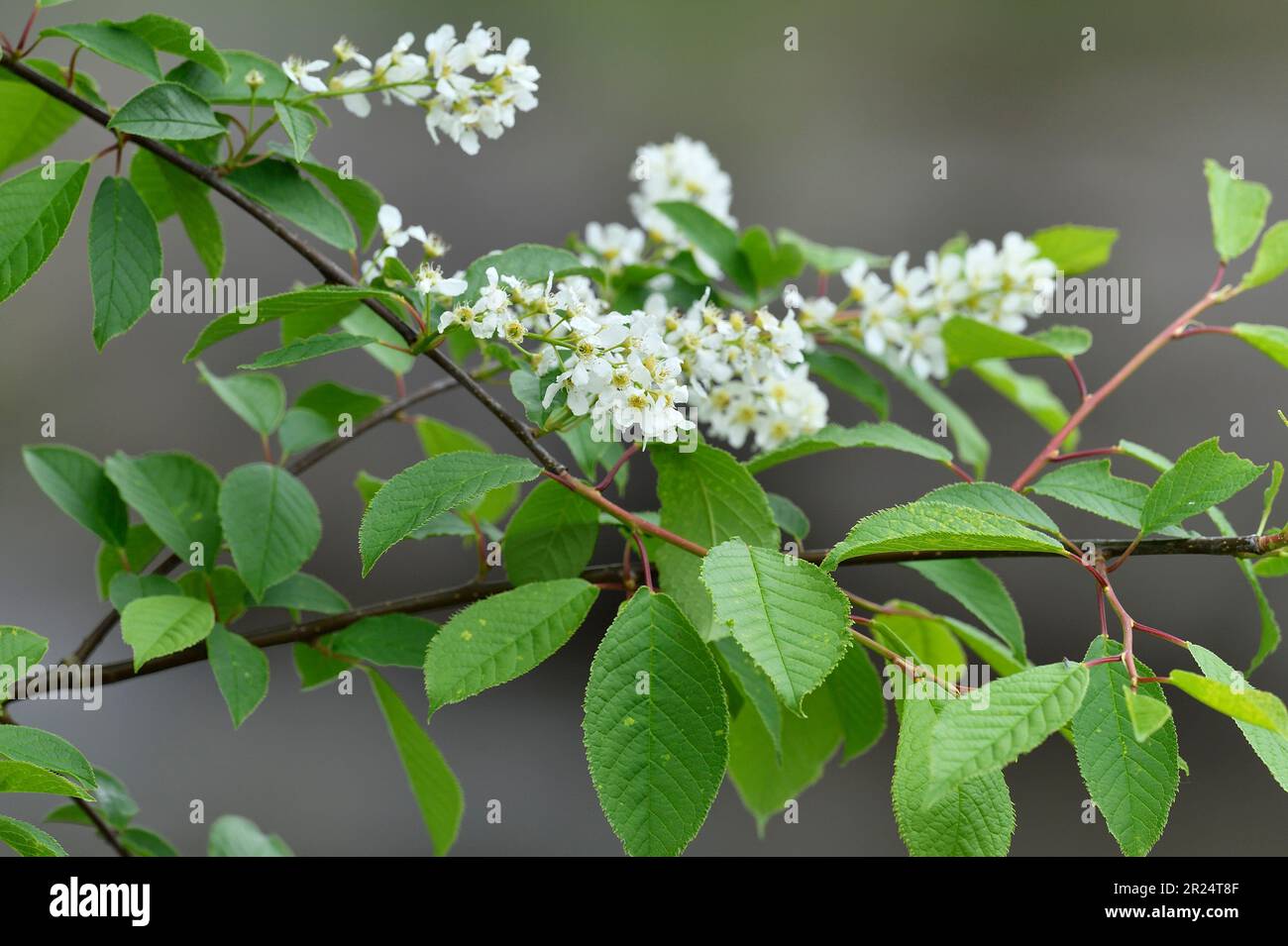 Cerisier d'oiseau (Prunus pagus) gros plan de fleurs d'arbre poussant près du centre des visiteurs, Beinn Eighe NNR, Kinlochewe, Écosse, mai 2022 Banque D'Images