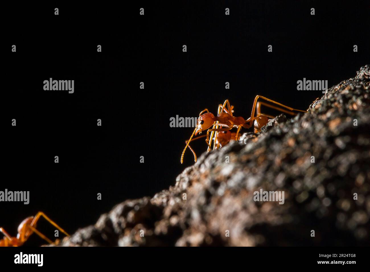 Les fourmis rouges sont sur l'arbre. Banque D'Images