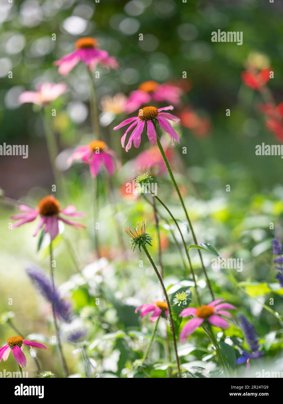 Une image rêveuse d'un lit de fleurs rehaussé de coneflower violet, Echinacea purpurea, le matin ensoleillé du printemps. Banque D'Images