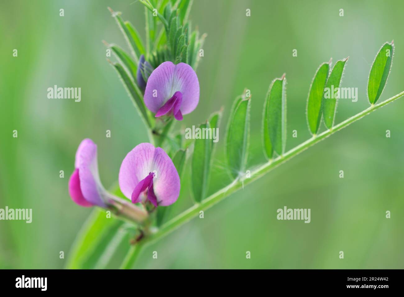 Vetch commun (Vicia sativa) gros plan de fleur à Three Hagges Wood Meadow, North Yorkshire, Angleterre, juin Banque D'Images