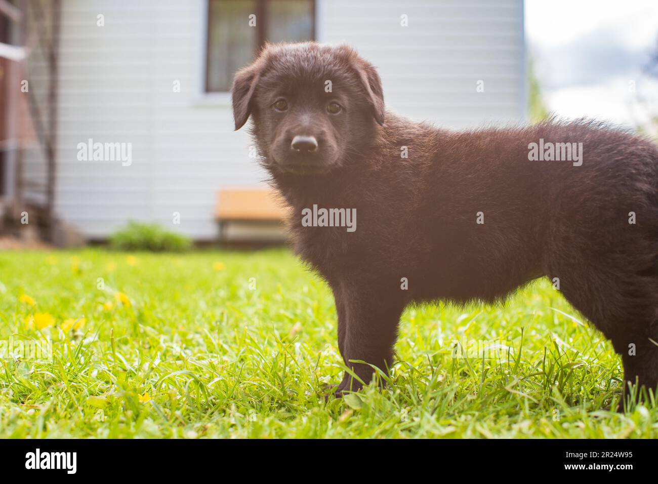 Un petit mignon petit chiot de berger noir sur la pelouse en dehors de la ville dans la nature par une journée ensoleillée. Parfait pour les amoureux des animaux et des designs joyeux Banque D'Images