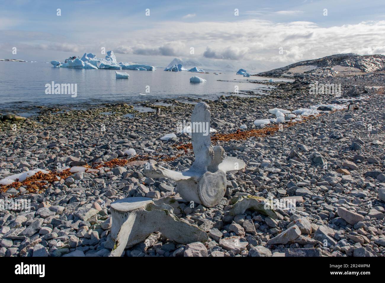 Cuverville, Antarctique. Des os de baleine bordent la plage rocheuse sur le rivage du chenal Errera en Antarctique. Banque D'Images