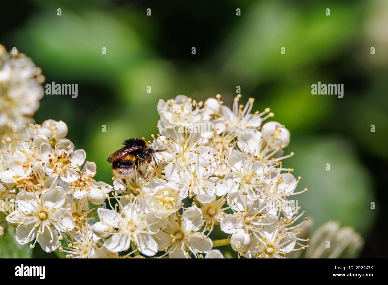 Bumblebee à queue de chamois sur une fleur Banque D'Images