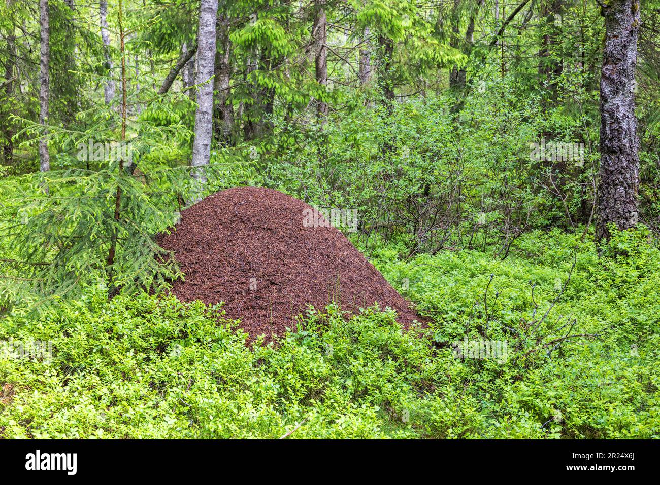 Arbustes d'anthill et de myrtille dans une forêt Banque D'Images