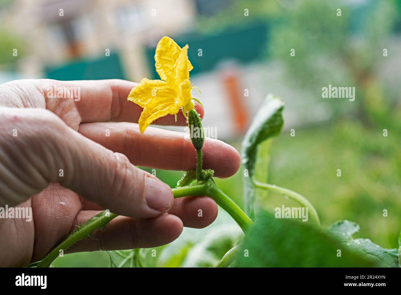 le fermier regarde à travers les maladies sur les plantules et les ovaires de concombres avec sa main. Agriculture Banque D'Images