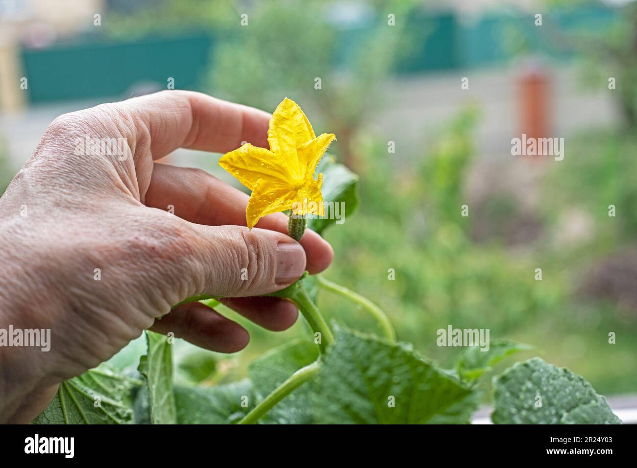 le fermier regarde à travers les maladies sur les plantules et les ovaires de concombres avec sa main. Agriculture Banque D'Images