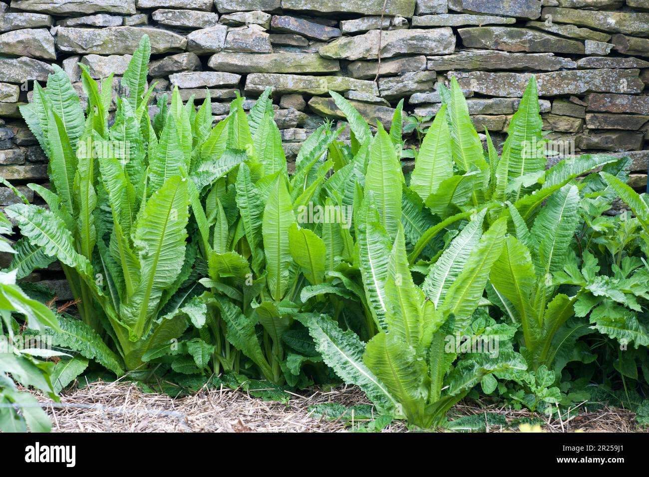 Masse de thélins auto-ensemencés (Dipsacus fullonum) croissance de deuxième année en mai pas encore en fleur. Angleterre Banque D'Images