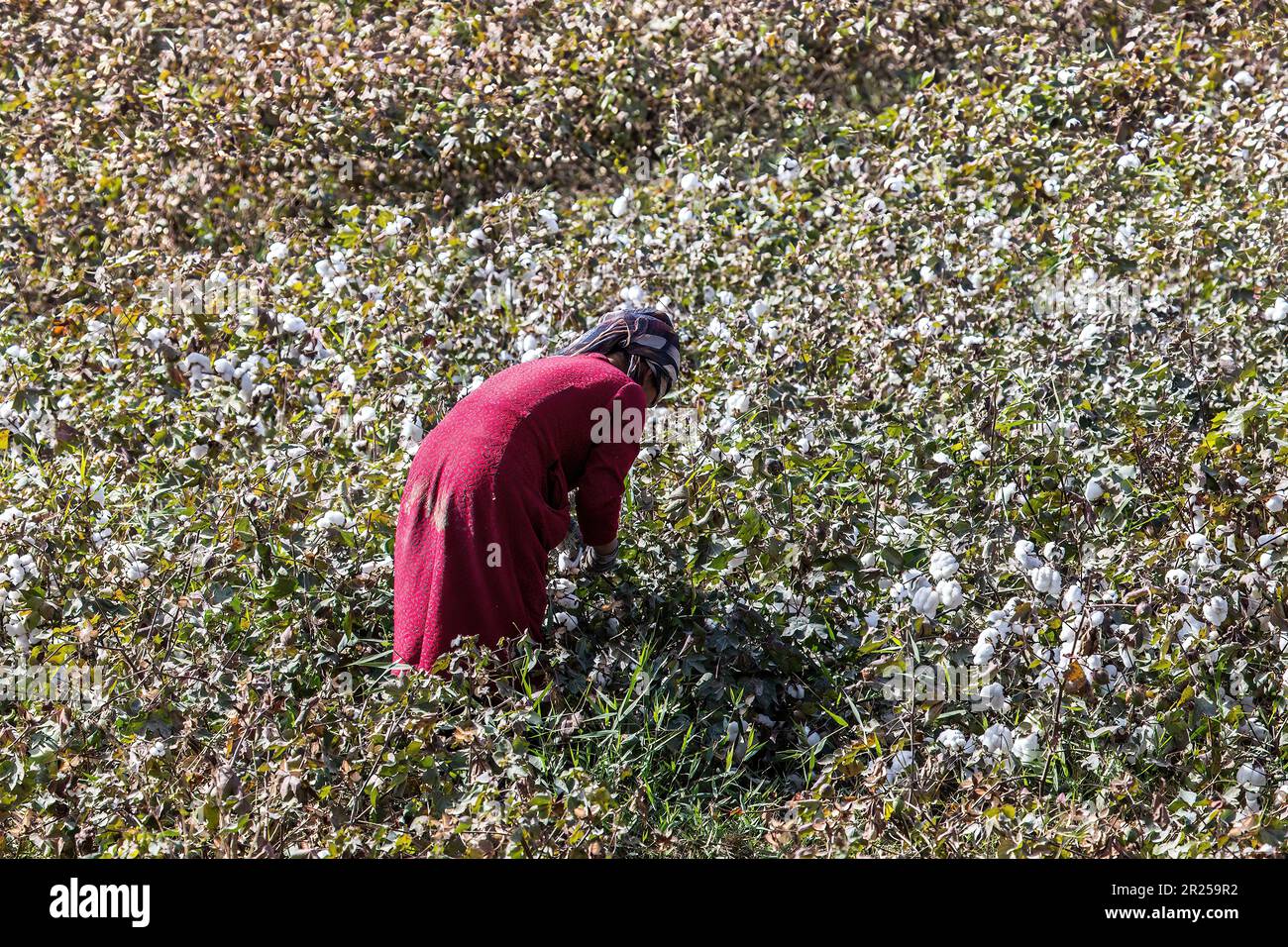 Coton Uyghur Banque D'Images