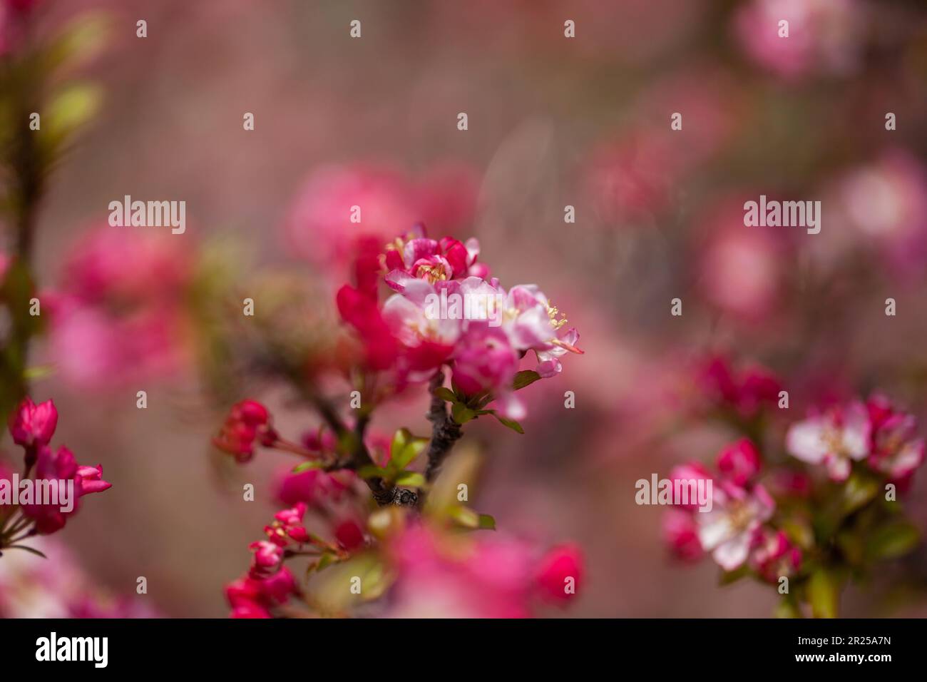 Fleurs de pommier. Banque D'Images