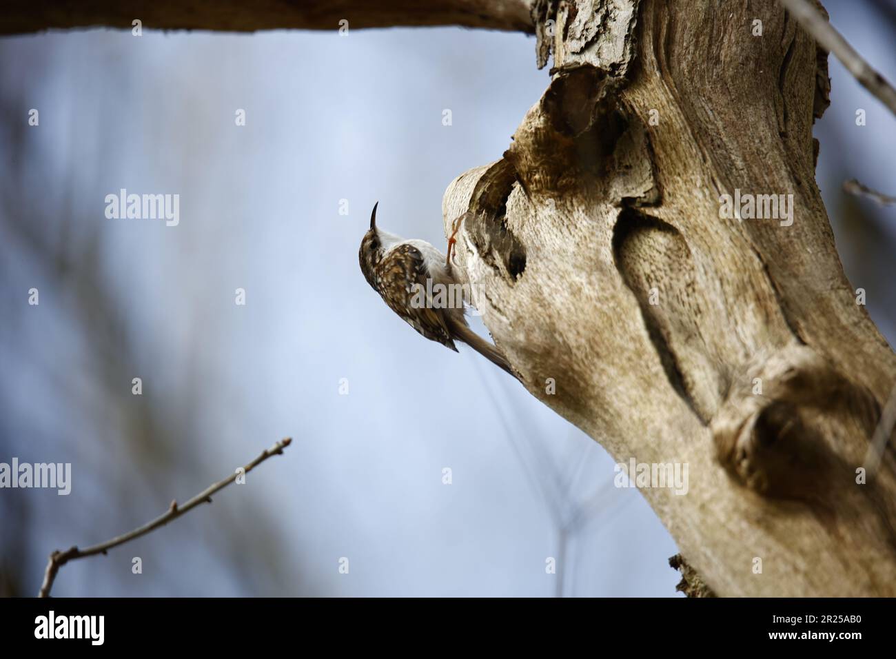 Treecreeper à la recherche d'insectes Banque D'Images