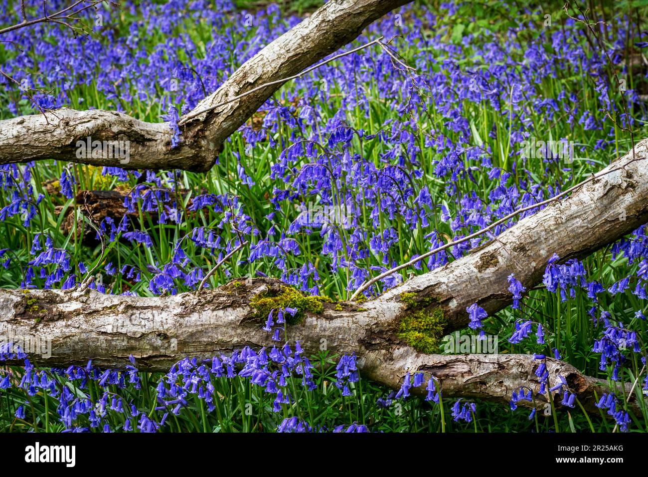 Bluebell Woodland au printemps Banque D'Images