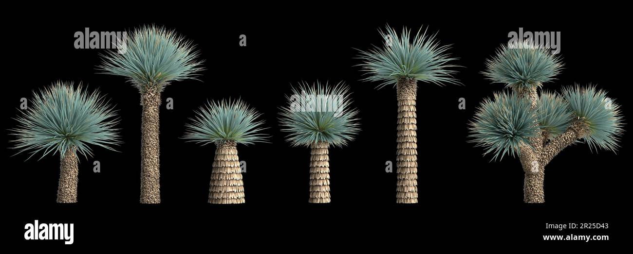 3d illustration de l'ensemble de la plante yucca rostrata isolée sur fond noir Banque D'Images