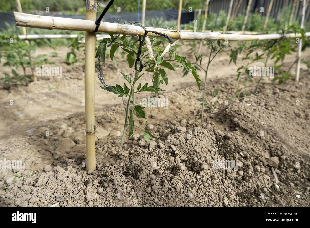 Détail de jardin biologique pour la consommation humaine, légumes sains Banque D'Images