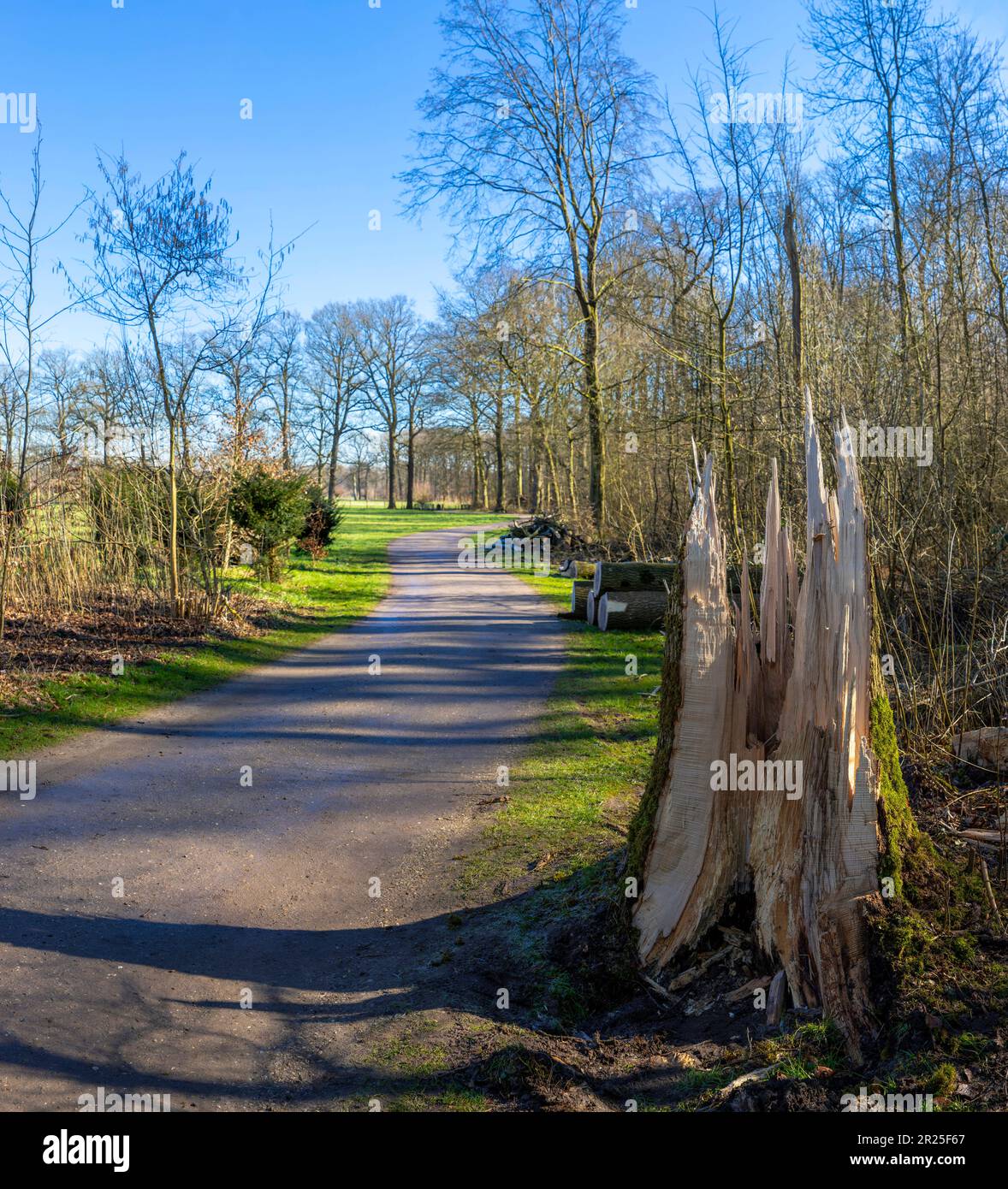 Tempête, vestiges d'arbres *** Légende locale *** Bunnik, Utrecht, pays-Bas, paysage, forêt, bois, arbres, hiver, Banque D'Images