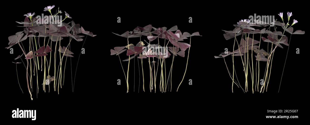 3d illustration de l'ensemble oxalis triangularis plante isolée sur fond noir Banque D'Images